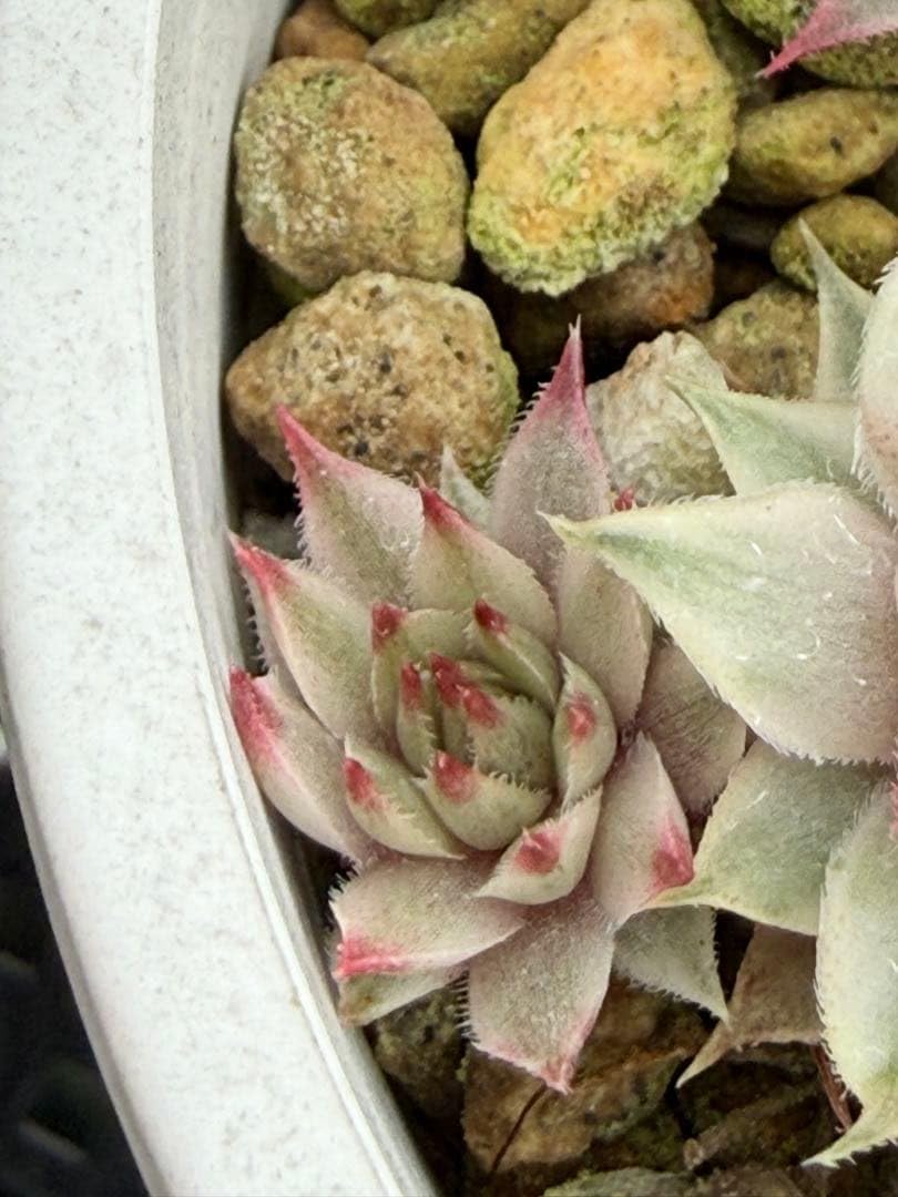 みゅ〜。さまご確認下さい。センペルビウム錦　チビ　抜き苗 Amazon｜多肉植物 センペリビウム錦 抜き苗｜観葉植物 オンライン通販